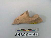 藏品(獸骨殘骸)的圖片